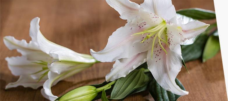 A white lily on a table.